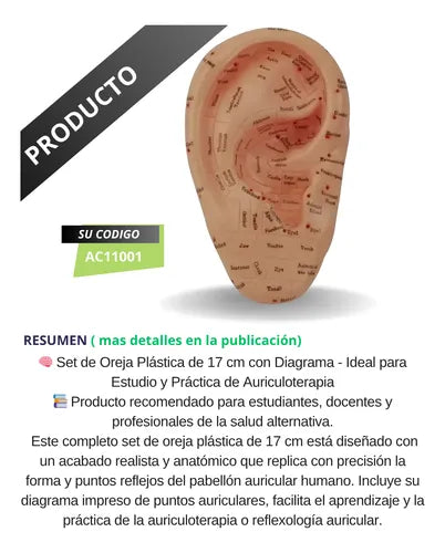 Oreja Molde Modelo 17 Cm Puntos De Auriculoterapia Unidad