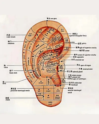 Oreja Molde Modelo 17 Cm Puntos De Auriculoterapia Unidad