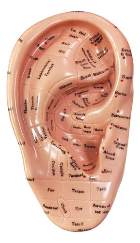 Oreja Molde Modelo 17 Cm Puntos De Auriculoterapia Unidad