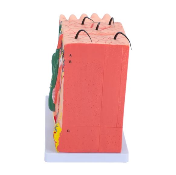 Modelo Anatómico 3D de Cuero Cabelludo o Piel